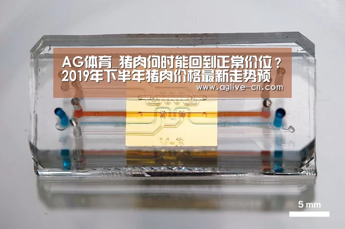 AG体育_猪肉何时能回到正常价位?2019年下半年猪肉价格最新走势预测(图1) AG官网