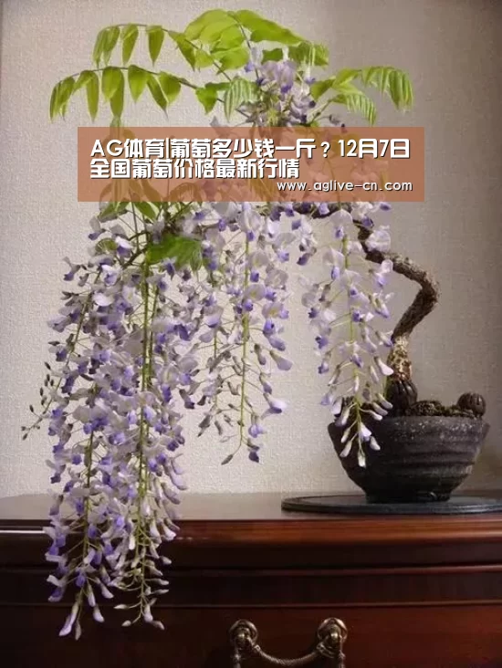 AG体育|葡萄多少钱一斤?12月7日全国葡萄价格最新行情(图1) AG官网