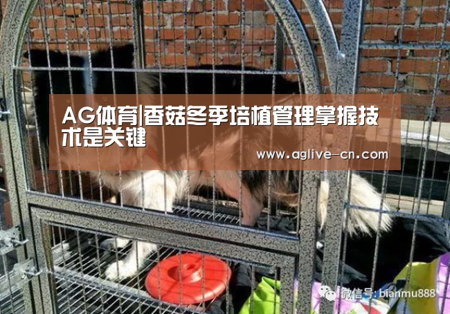 AG体育|香菇冬季培植管理掌握技术是关键(图1) AG体育