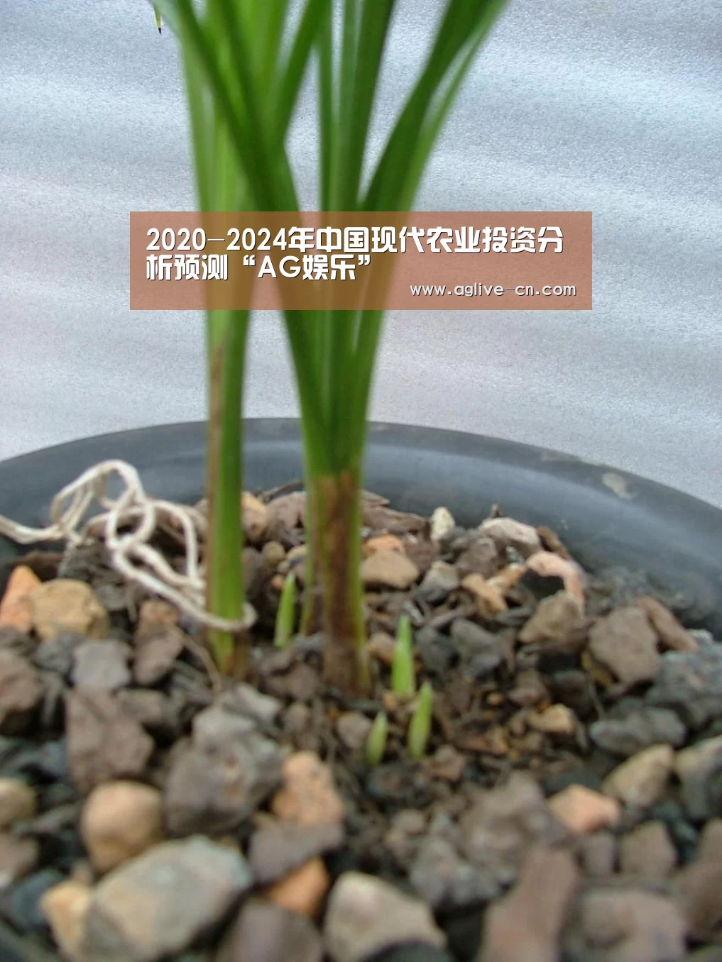 2020-2024年中国现代农业投资分析预测“AG娱乐”(图2) AG官网